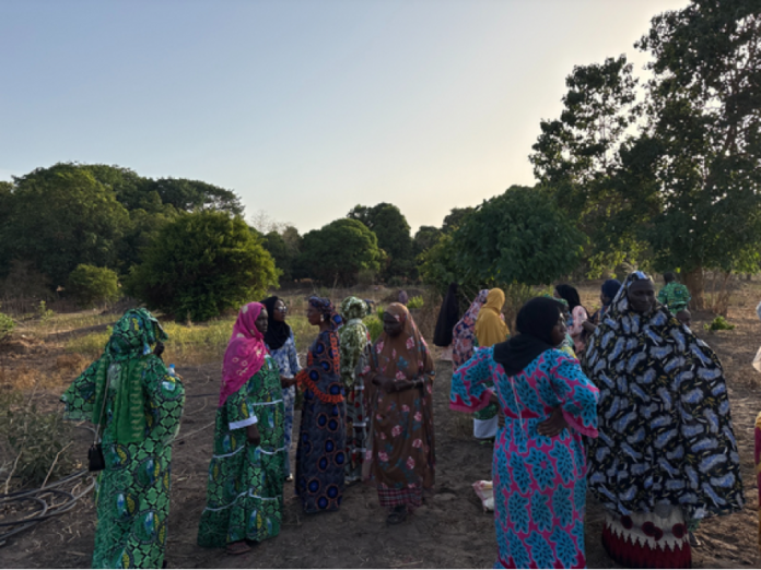 Cattle Invasions Threaten Salikenni Women's Garden