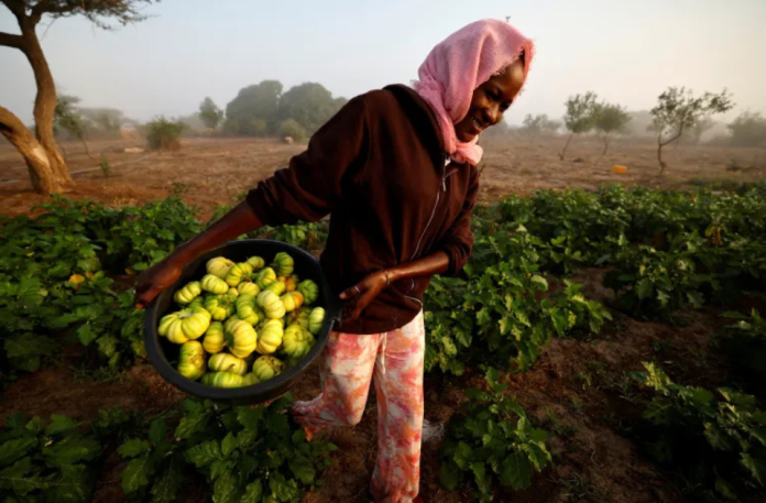 Agroecology: Africa's Path to Food Security Amidst Global Fertilizer Crisis